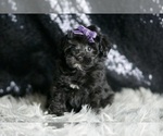 Small Photo #26 Maltipoo Puppy For Sale in WARSAW, IN, USA