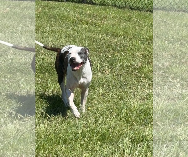 Medium Photo #2 American Pit Bull Terrier-Unknown Mix Puppy For Sale in Germantown, OH, USA