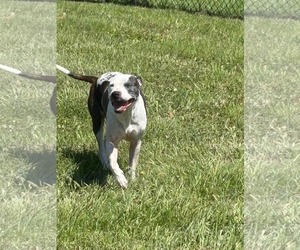 Gemini - Female American Pit Bull Terrier-Unknown Mix Dog for Adoption - Photo #2