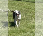 Small #1 American Pit Bull Terrier Mix