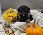 Puppy Brown Collar German Shepherd Dog