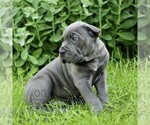 Small #4 Cane Corso