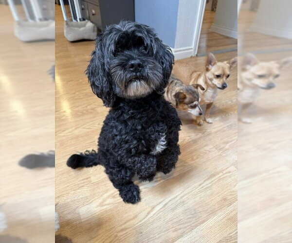 Medium Photo #3 Cocker Spaniel-Unknown Mix Puppy For Sale in Bellevue, WA, USA
