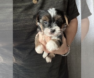 Chorkie Puppy for sale in VIRGINIA BEACH, VA, USA