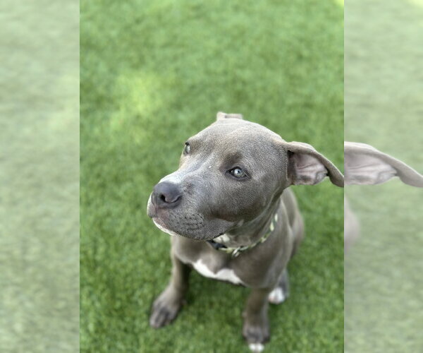 Medium Photo #2 American Pit Bull Terrier Puppy For Sale in Berkeley, CA, USA