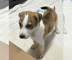 Small #4 Collie-German Shepherd Dog Mix