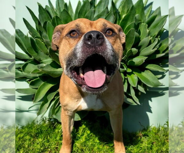 Medium Photo #4 American Pit Bull Terrier-Unknown Mix Puppy For Sale in Glen Allen, VA, USA
