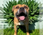 Small #3 American Pit Bull Terrier Mix