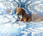 Small Photo #2 Dachshund Puppy For Sale in LANCASTER, PA, USA