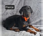 Small #1 Doberman Pinscher