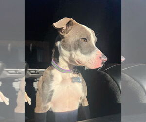 Mutt Dogs for adoption in New Orleans, LA, USA