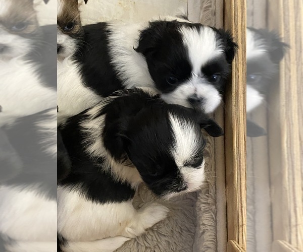 Medium Photo #4 Shih Tzu Puppy For Sale in KETTLE FALLS, WA, USA