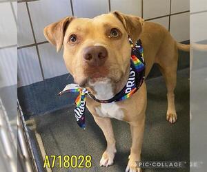 American Staffordshire Terrier-Unknown Mix Dogs for adoption in San Antonio, TX, USA