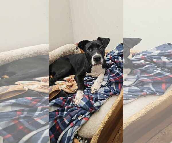Medium Photo #4 Mutt Puppy For Sale in Waterloo, IA, USA
