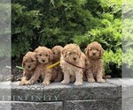 Small #2 Goldendoodle (Miniature)