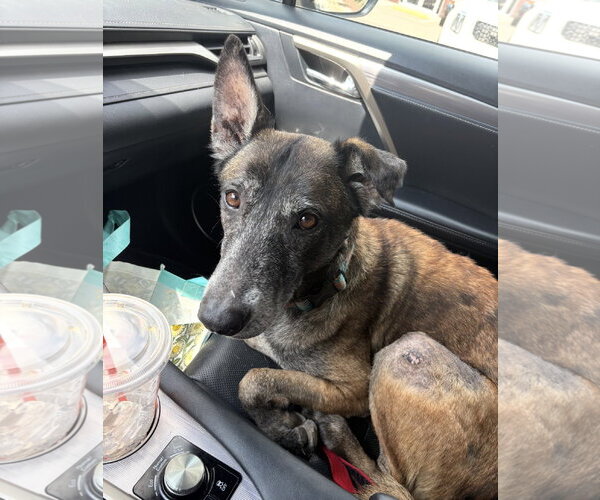 Medium Photo #10 Mutt Puppy For Sale in Stevens Point, WI, USA