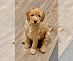 Puppy 1 Goldendoodle (Miniature)