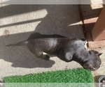 Small Photo #11 American Bully Puppy For Sale in OAKLAND, CA, USA