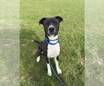 Small #2 American Staffordshire Terrier Mix