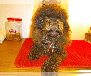 Poodle (Miniature) Puppy for sale in TILDEN, IL, USA