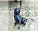 Small #1 Mutt