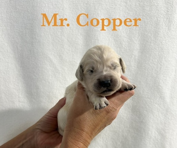 Medium Photo #4 English Cream Golden Retriever Puppy For Sale in ELLENSBURG, WA, USA