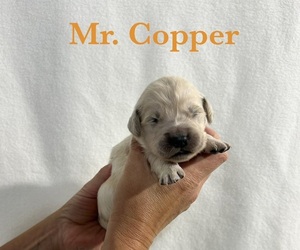 Medium English Cream Golden Retriever