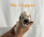 Puppy Copper English Cream Golden Retriever