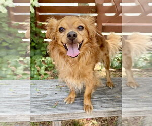 Wyatt - Male Papillon Dog for Adoption - Photo #2