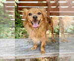 Small Photo #2 Papillon Puppy For Sale in Marina Del Rey, CA, USA