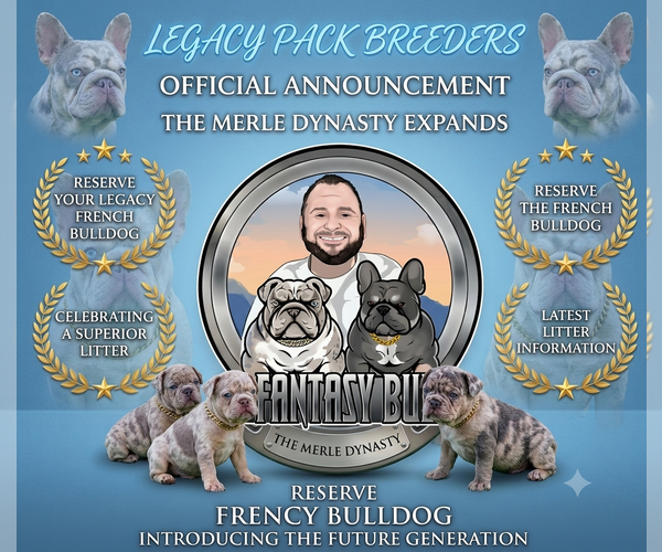 Medium Photo #3 French Bulldog Puppy For Sale in LEHIGH ACRES, FL, USA