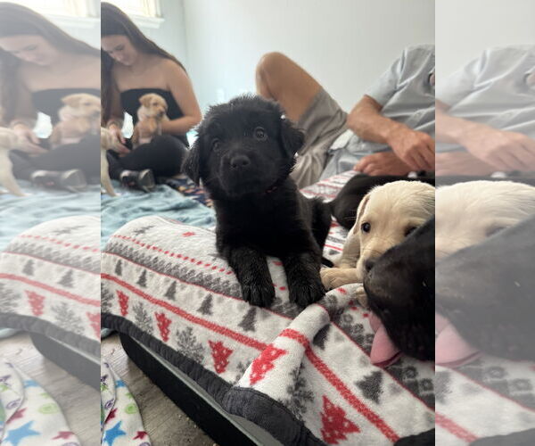 Medium Photo #5 Labrador Retriever-Unknown Mix Puppy For Sale in San Diego, CA, USA