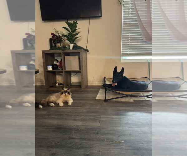 Medium Photo #3 Mutt Puppy For Sale in Imlay City, MI, USA