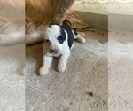 Puppy Puppy 5 Old English Sheepdog