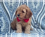 Small Photo #6 Cocker Spaniel-Poodle (Miniature) Mix Puppy For Sale in LAKELAND, FL, USA