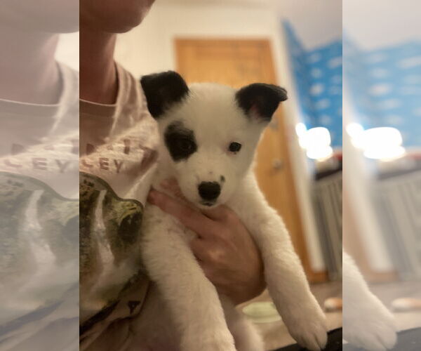 Medium Photo #2 Huskies -Labrador Retriever Mix Puppy For Sale in Princeton, MN, USA