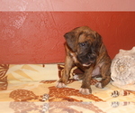 Puppy 2 Boxer