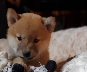 Shiba Inu Puppy for Sale in HUBBARD, Ohio USA