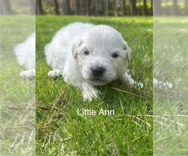 Medium Photo #2 Great Pyrenees Puppy For Sale in PEACHTREE CITY, GA, USA