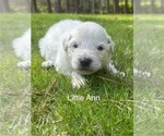 Small #1 Great Pyrenees