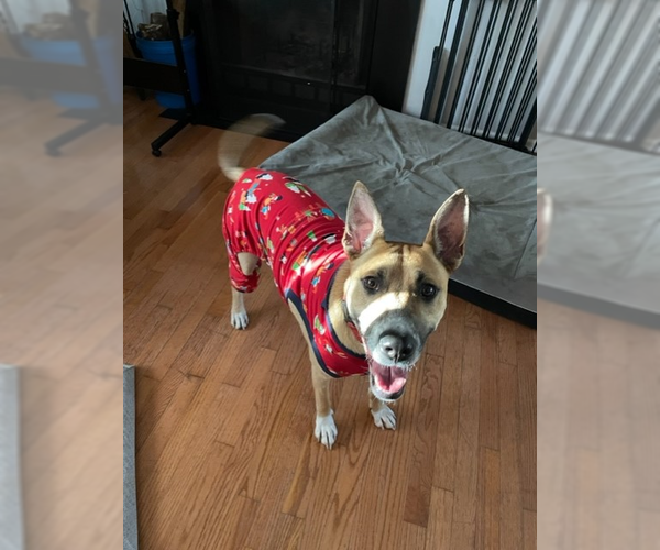 Medium Photo #1 American Staffordshire Terrier-Unknown Mix Puppy For Sale in Brewster, NY, USA
