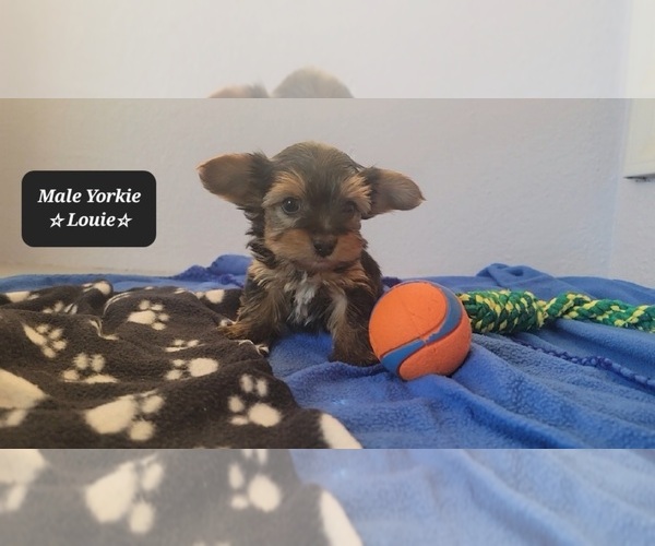 Medium Photo #2 Yorkshire Terrier Puppy For Sale in TUCSON, AZ, USA