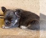 Small #1 French Bulldog