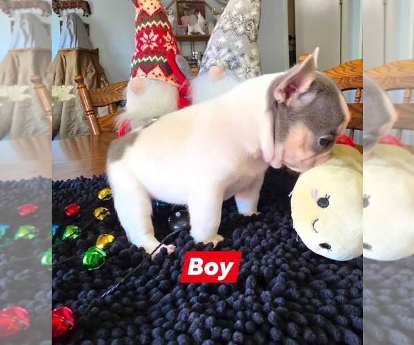 Medium Photo #2 French Bulldog Puppy For Sale in BOSTON, KY, USA
