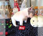 Small #1 French Bulldog