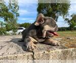 Small #3 French Bulldog