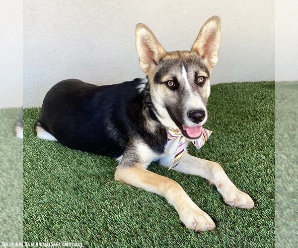 Medium Photo #10 Huskies -Unknown Mix Puppy For Sale in San Diego, CA, USA