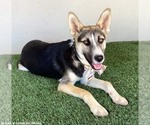 Small #9 Huskies  Mix