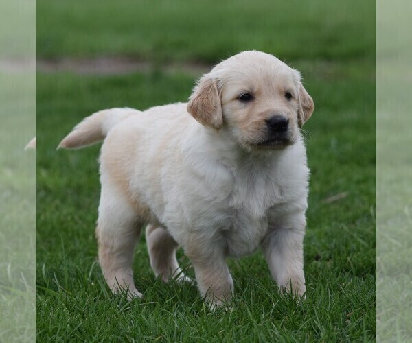 Medium Photo #6 Golden Retriever Puppy For Sale in SILEX, MO, USA