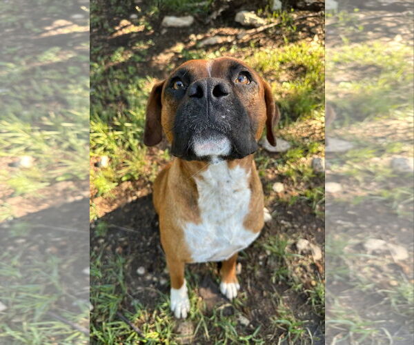 Medium Photo #2 Boxer Puppy For Sale in Dumont, NJ, USA